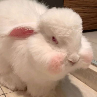 几痴